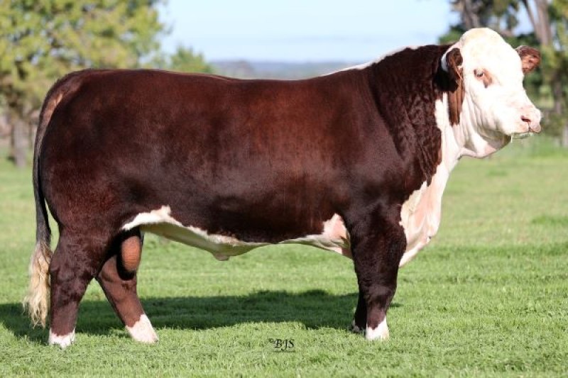 Explore Elite Sires at Amos Vale Hereford Stud